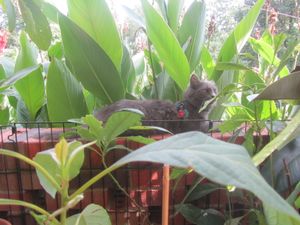 Rescued Kitty at Wild Earth Farm and Sanctuary in Irvine