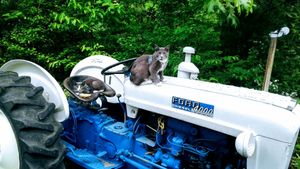 Cats Ruby Tuesday and Carmine, relaxing. at Wild Earth Farm and Sanctuary in Irvine
