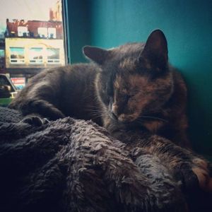 Venosa Cafe at Venosa Cafe in Montreal