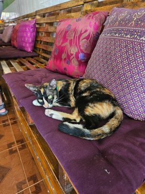 FRIENDLY CATTTT at Deva in Kampot