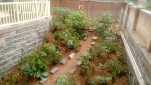 200+ saplings make a mini-forest at Parnasalai in Bangalore