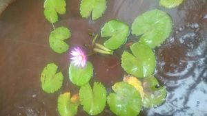 Lily pond thriving with fish. at Parnasalai in Bangalore