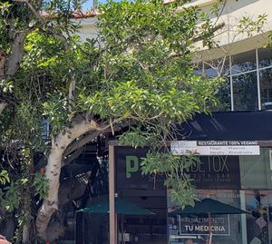  at Playa Detox in Puerto Vallarta