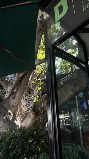   at Playa Detox in Puerto Vallarta