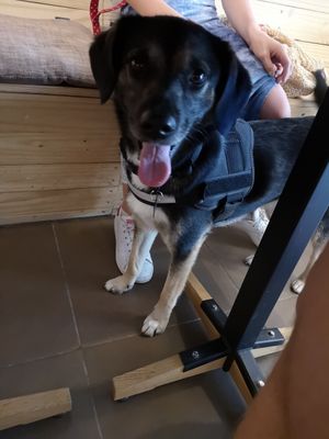 Dogs allowed at Loving Hut Veganerie in Leuven