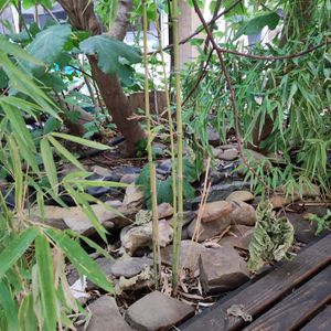  at Priroda i Drustvo in Rijeka