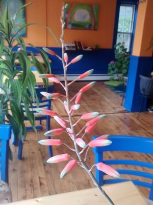 Cactus at Blue Apples in Halifax