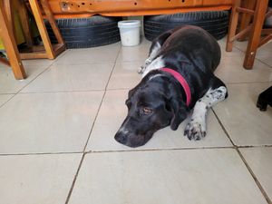 Mishqui at Mishqui Quinde Sweet Hummingbird in Mindo