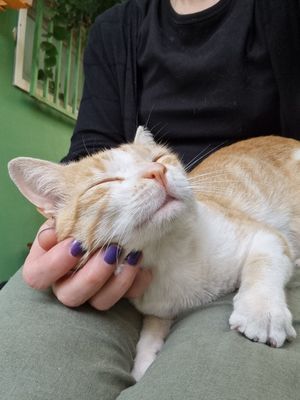  at Cape Fruit in Santa Maria