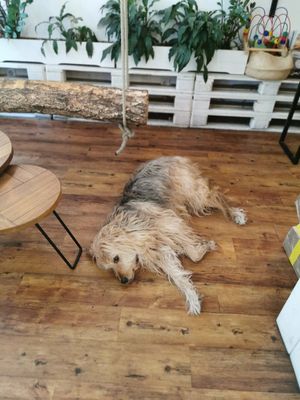 Doggie resident at Naspolya Nassolda in Budapest