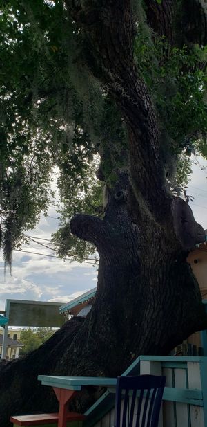 Tree in outside seating area at Indigo Coastal Shanty in Brunswick