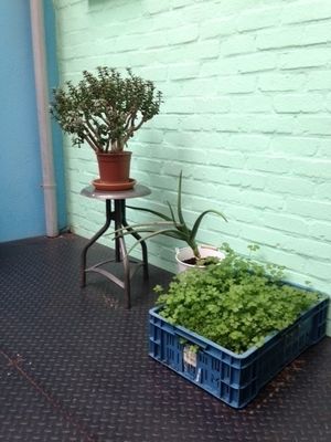 stylisch patio at Le Botaniste in Ghent