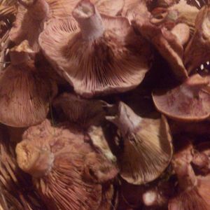 SETAS DE MENORCA-ESCLATASANGS at Fang i Aram in Menorca