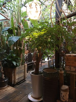 Plants in the restaurant  at SanChon Korean Temple Cooking - 산촌 사찰음식전문점 in Seoul
