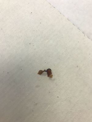 Bacon on vegan pizza at Pizzeria Manna in Prague