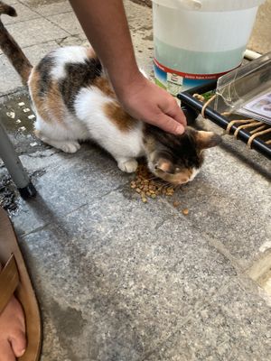 Adorable friendly kitty who greeted us while we waited for our food.   at Falafel Zone in Istanbul