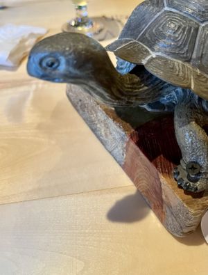 🐢   at The Burrowing Owl in Colorado Springs