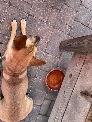   at The Burrowing Owl in Colorado Springs