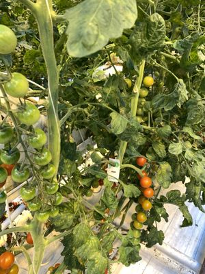 Tomato plants   at Fridheimar in Reykholt