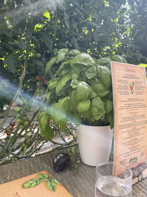 Basil plant on the table  at Fridheimar in Reykholt