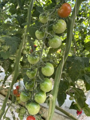 Tomatoes everywhere  at Fridheimar in Reykholt