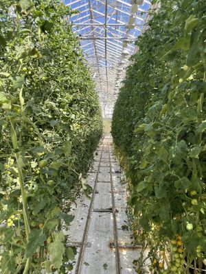 Greenhouse  at Fridheimar in Reykholt