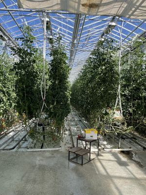   at Fridheimar in Reykholt