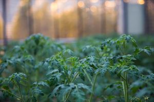 Tomato baby plants at Fridheimar in Reykholt