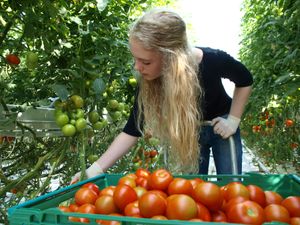 They pick one ton of tomato every day! at Fridheimar in Reykholt