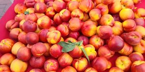  at Heart of the City Farmers' Market in San Francisco
