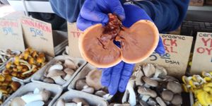 reishi mushrooms at Heart of the City Farmers' Market in San Francisco