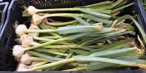  at Heart of the City Farmers' Market in San Francisco
