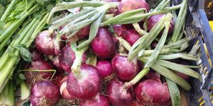  at Heart of the City Farmers' Market in San Francisco