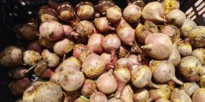  at Heart of the City Farmers' Market in San Francisco