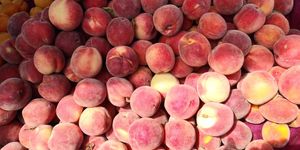  at Heart of the City Farmers' Market in San Francisco