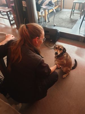 Staff dog (name unknown). at Crippas Cafe in Gothenburg