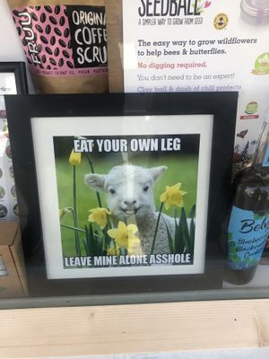 I loved this in the front window  at Blondes in Cottingham