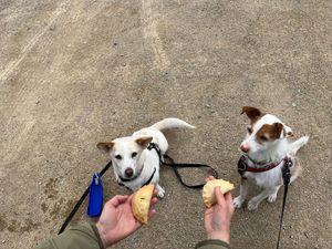 Next to a loots of vegan doggy treats they also offer Cornish pastries for dogs (who enjoyed them at the beach) ❤️🐶 at Blondes in Cottingham