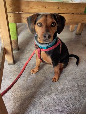 Dog allowed and enjoying the bits he got at Mangia la Foglia Bio  in Parma