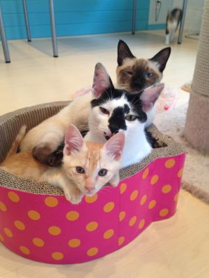 Anzu, Cashew and Lemon at Gourmet Neko Cafe in Kagoshima