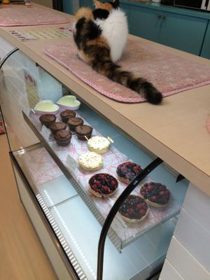 グルメ猫カフェ at Gourmet Neko Cafe in Kagoshima