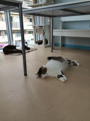 グルメ猫カフェ at Gourmet Neko Cafe in Kagoshima