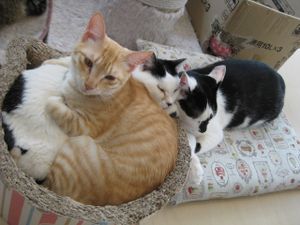 cats cuddling at the café at Gourmet Neko Cafe in Kagoshima
