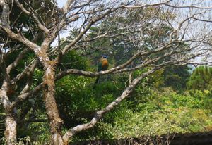 beautiful bird that apparently has been hanging around the restaurant for four generations at Paz y Flora - Soda Passiflora in Monteverde