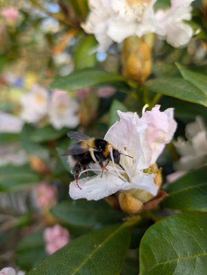  at Kagyu Samye Ling Monastery and Tibetan Centre in Eskdalemuir
