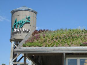 Living roof at Amy's Drive Thru in Rohnert Park
