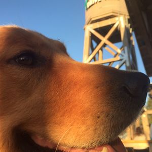 Outdoor, dog friendly dining at Amy's at Amy's Drive Thru in Rohnert Park