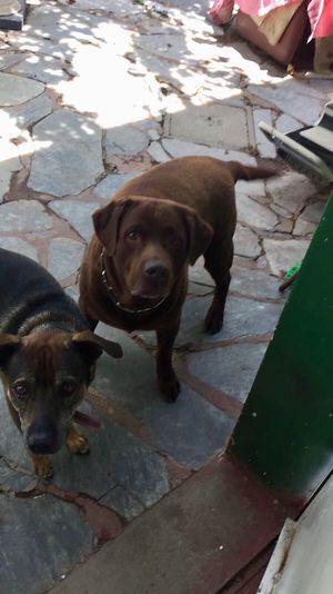 Oso y juanchi at Veggie Vie in Adelaide