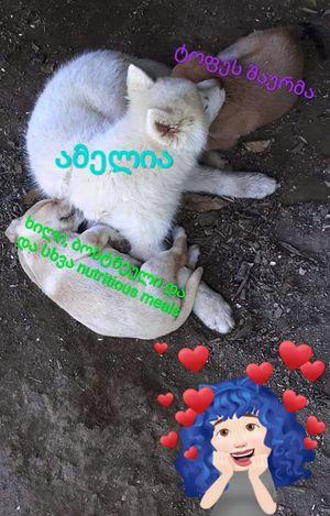  at Kiwi Vegan Cafe in Tbilisi