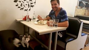 There's a cute kitty to play with too! at Kiwi Vegan Cafe in Tbilisi